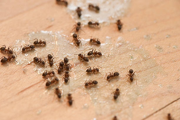 Best Local Pest Control Services  in Aurora, NE